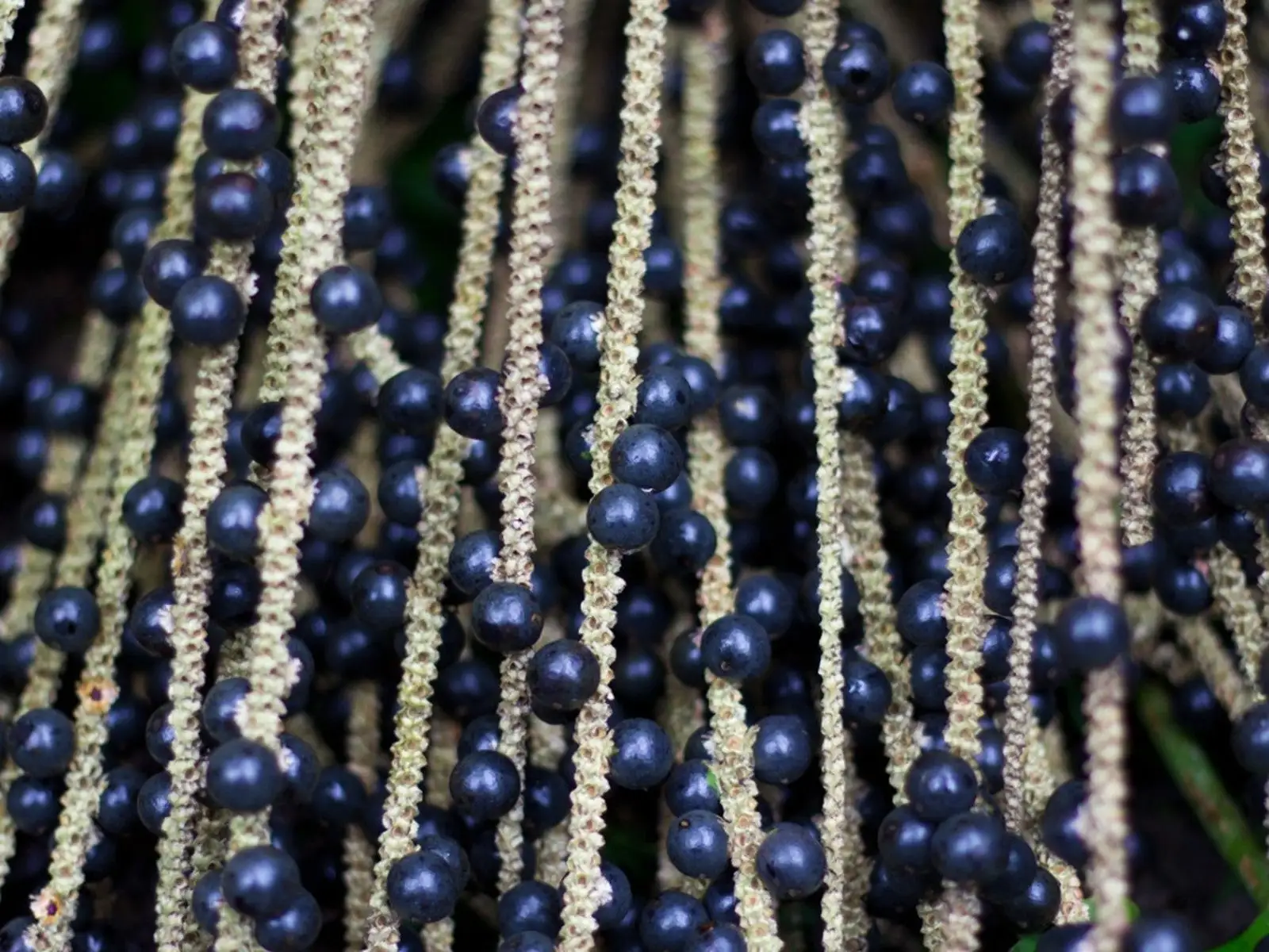 Ripe purple açaí berries on a palm branch